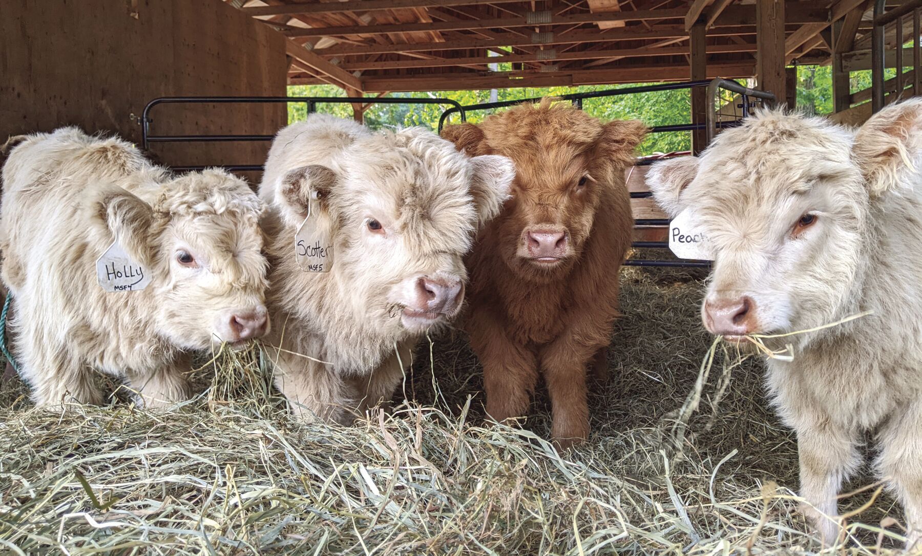 Children and calves, perfect together